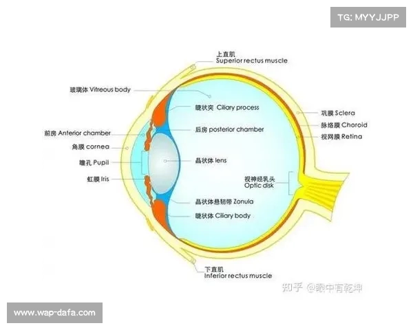 全球足球联赛等级划分解析从顶级联赛到区域赛事的全面探讨 全球足球联赛等级划分解析从顶级联赛到区域赛事的全面探讨